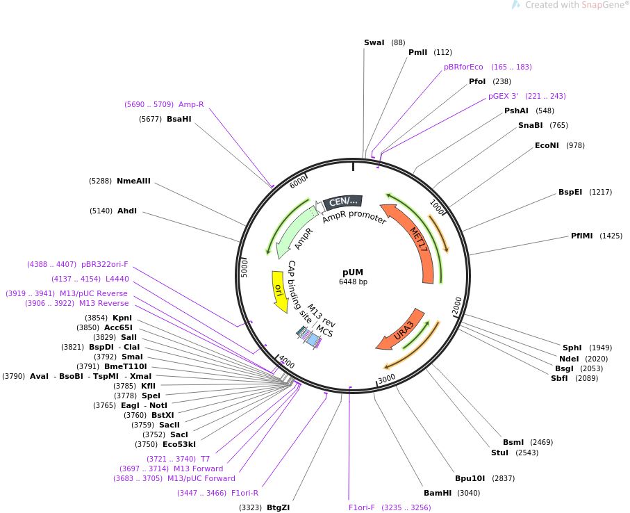 64176-plasmid-map-sequence-id-107487