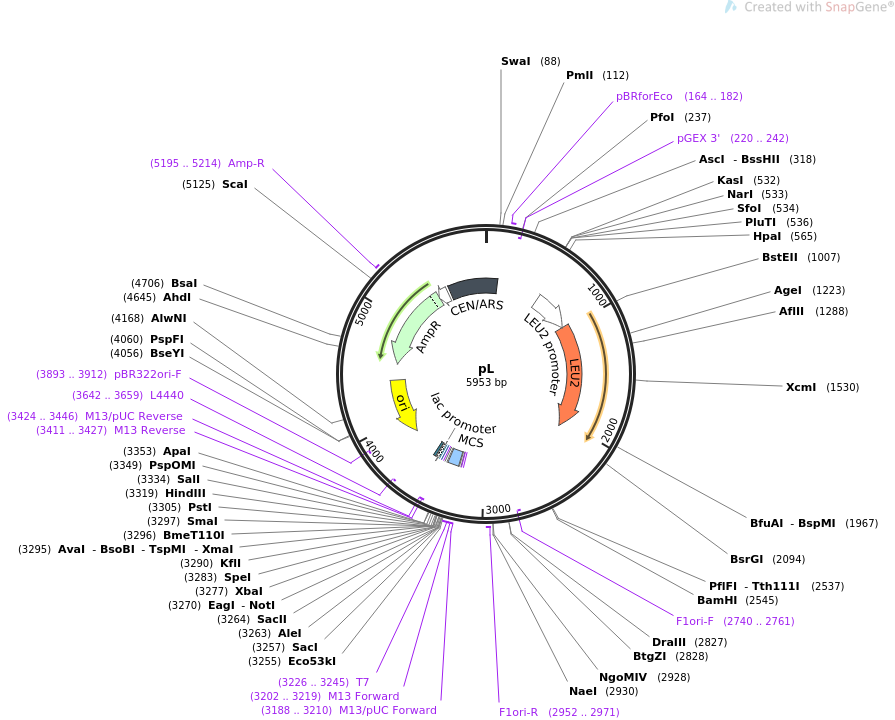 64177-plasmid-map-sequence-id-107491