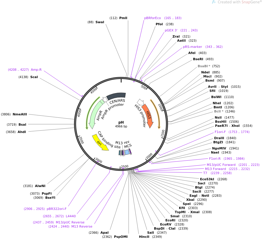 64178-plasmid-map-sequence-id-107493