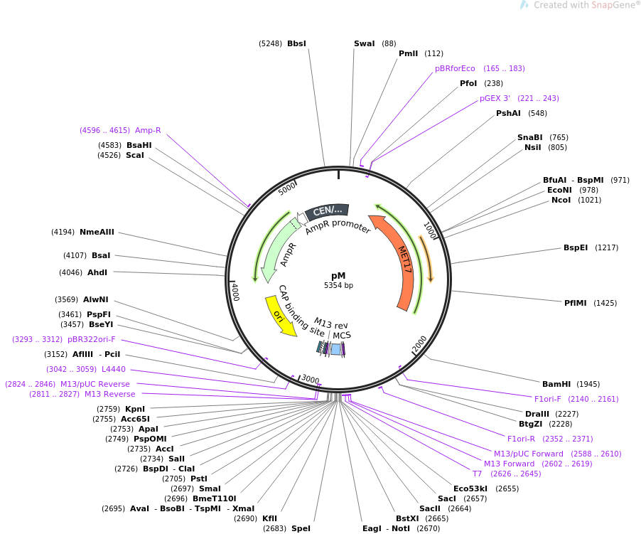 64179-plasmid-map-sequence-id-107494