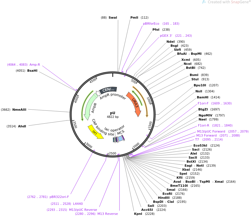 64180-plasmid-map-sequence-id-107495