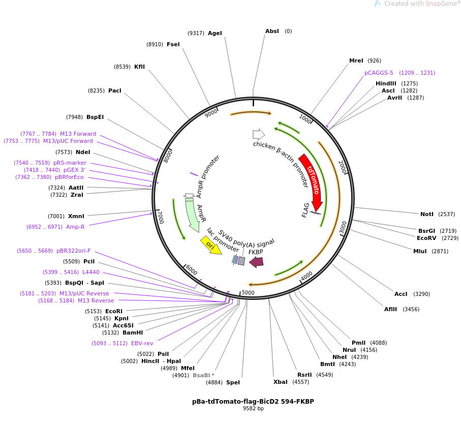 64205-plasmid-map-sequence-id-107603