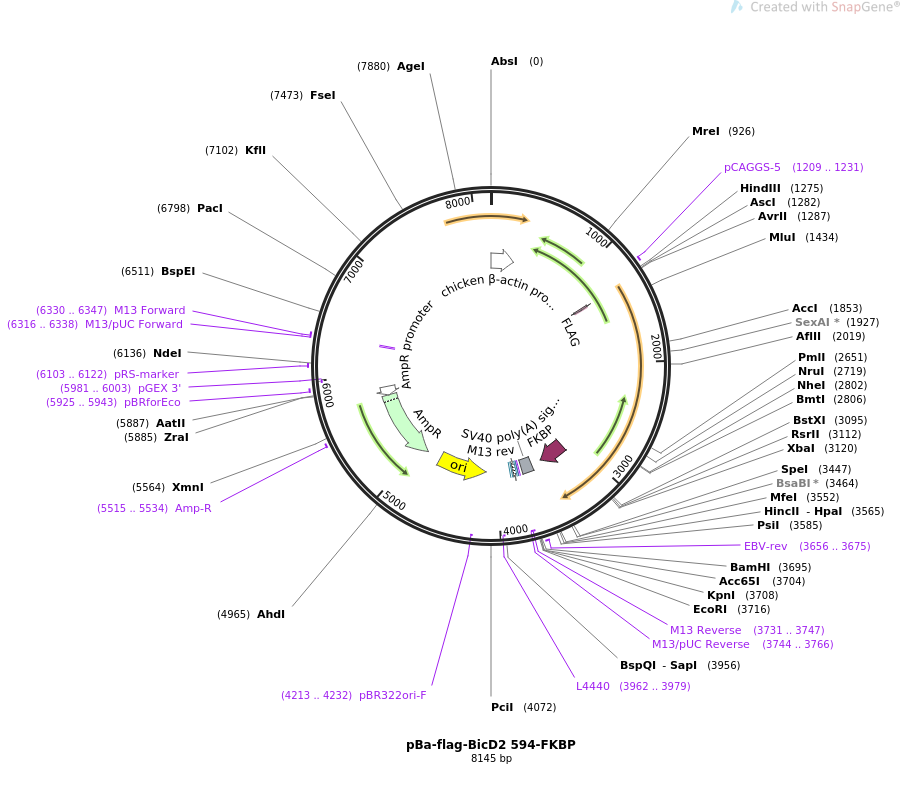 64206-plasmid-map-sequence-id-107607