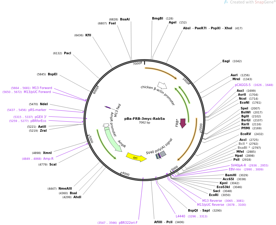 64209-plasmid-map-sequence-id-107629