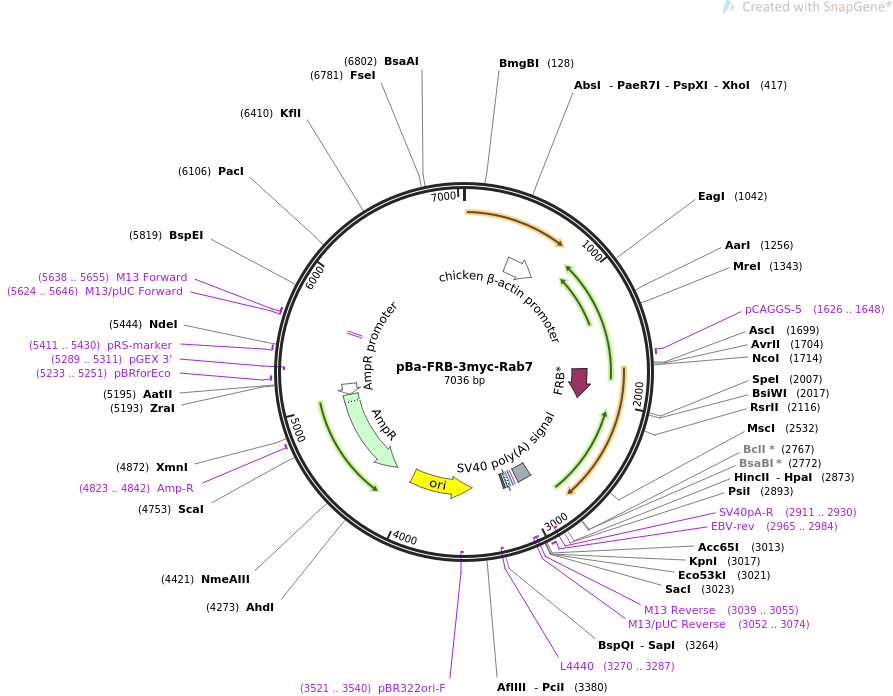 64210-plasmid-map-sequence-id-123051