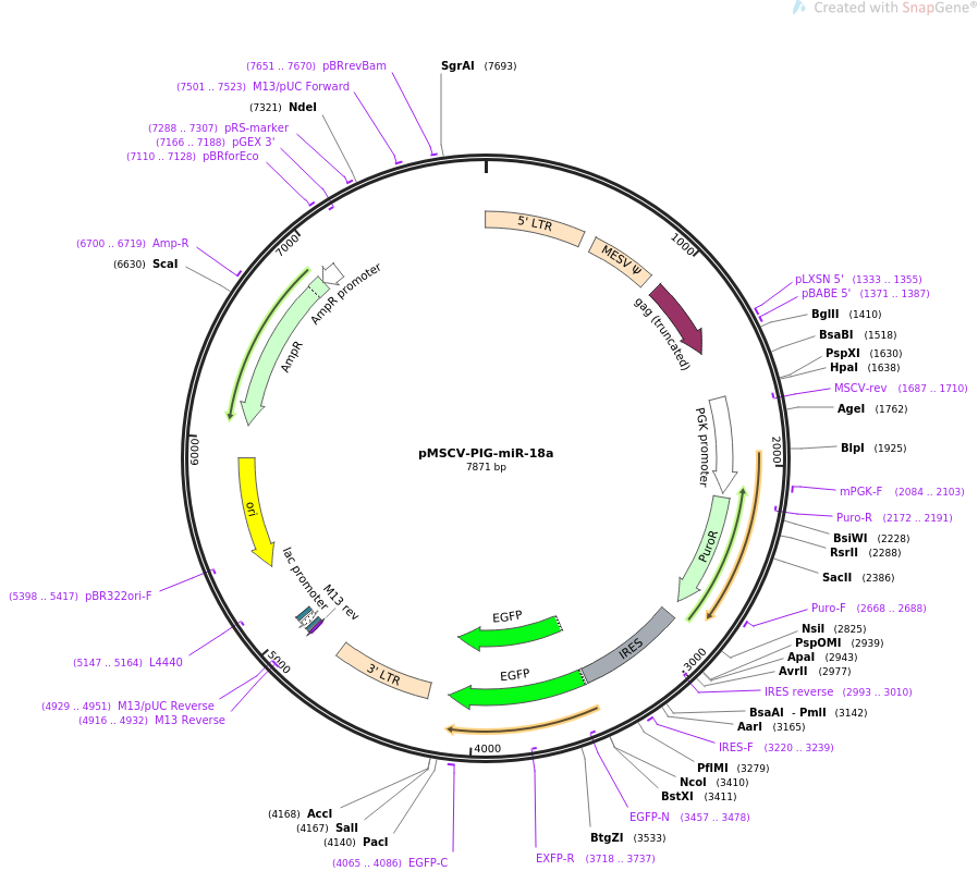 64228-plasmid-map-sequence-id-107681