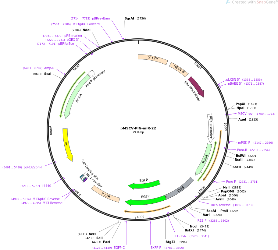 64229-plasmid-map-sequence-id-107682