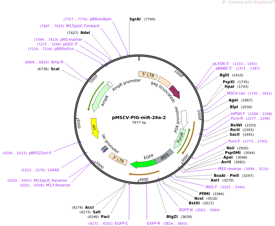 64230-plasmid-map-sequence-id-129761