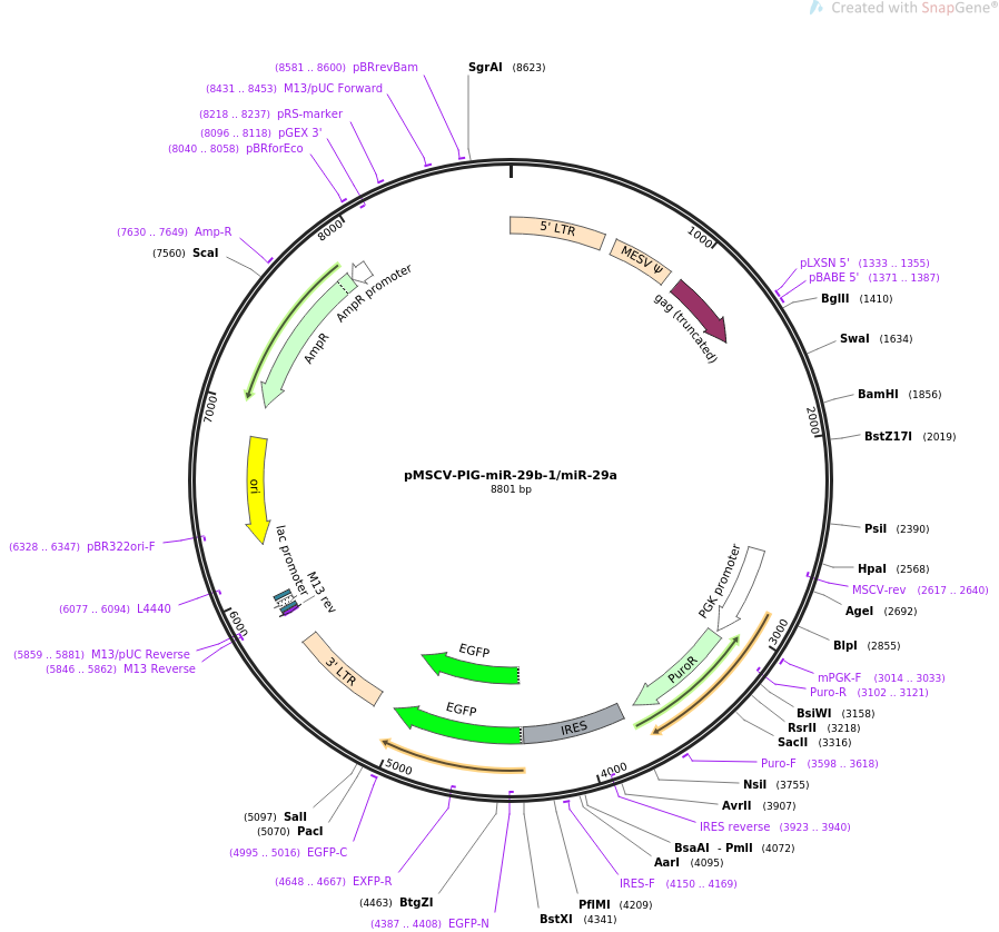 64231-plasmid-map-sequence-id-107684