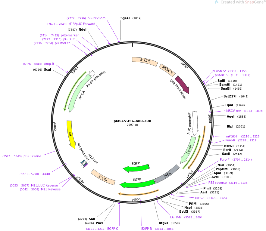 64232-plasmid-map-sequence-id-107685