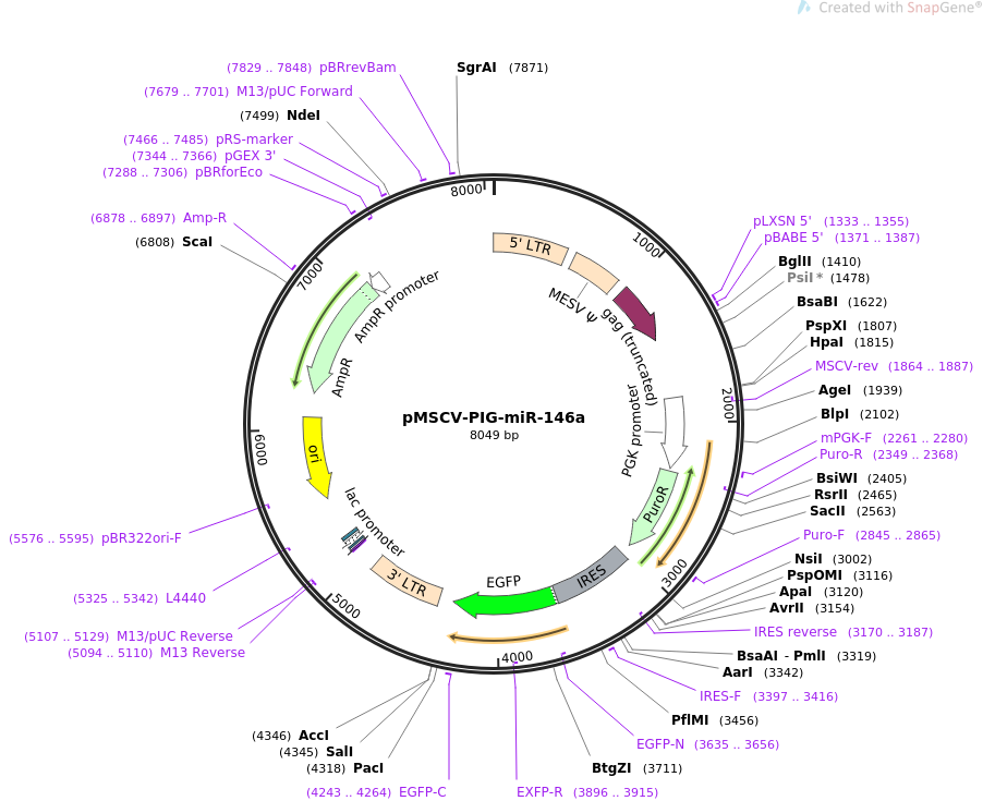 64234-plasmid-map-sequence-id-129758