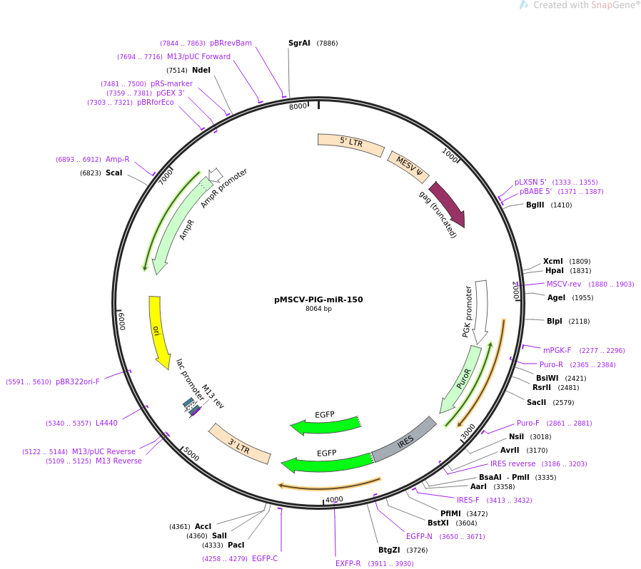 64235-plasmid-map-sequence-id-107688