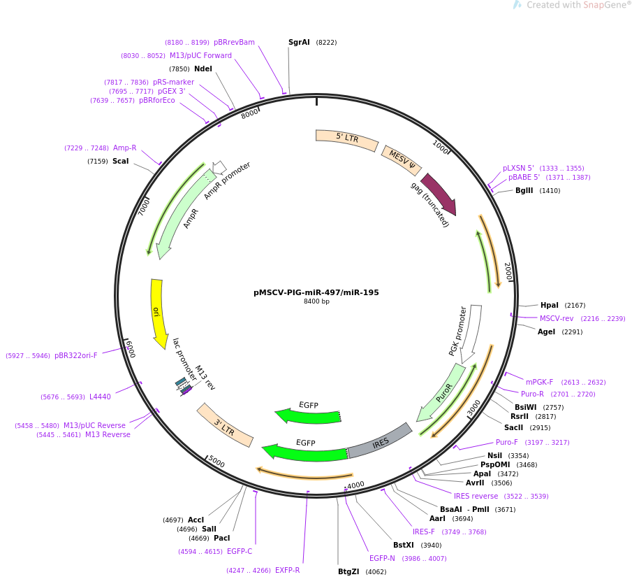 64236-plasmid-map-sequence-id-107690