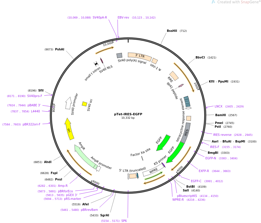 64238-plasmid-map-sequence-id-238590