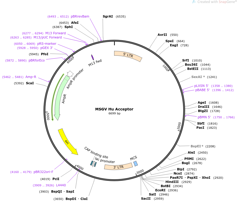 64269-plasmid-map-sequence-id-382503