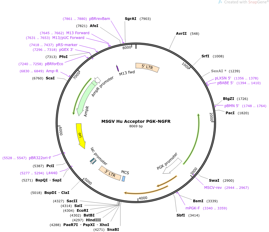 64270-plasmid-map-sequence-id-382505