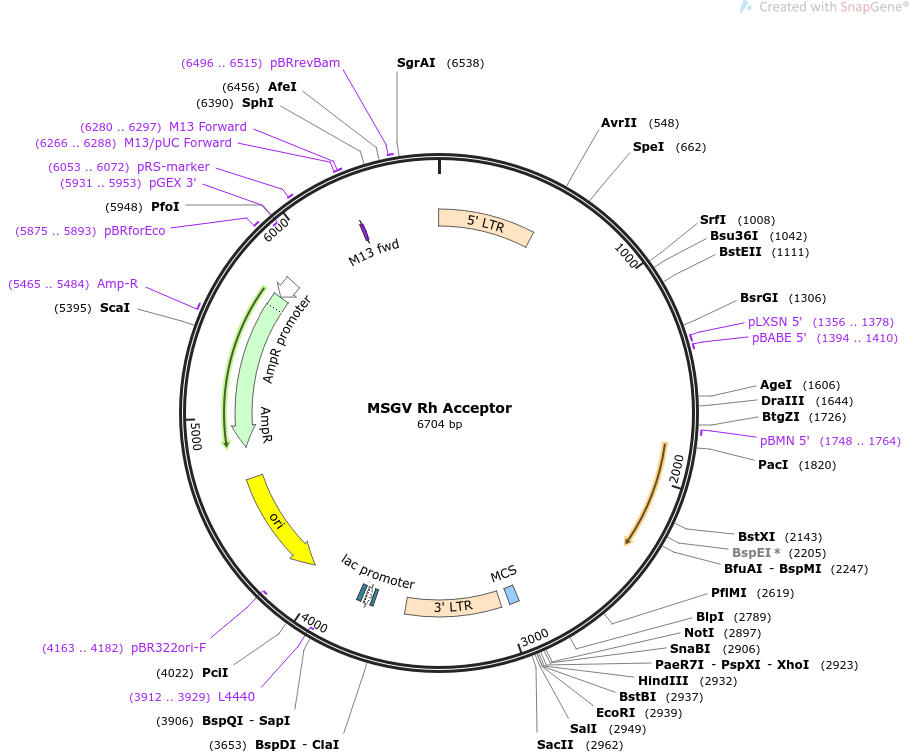 64271-plasmid-map-sequence-id-382507