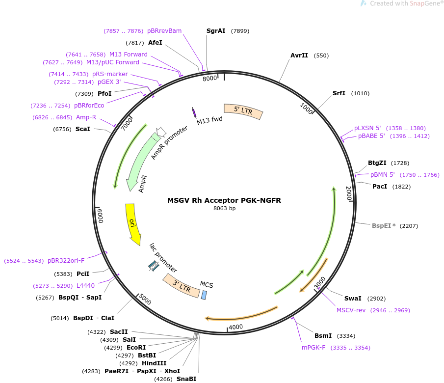 64272-plasmid-map-sequence-id-382509