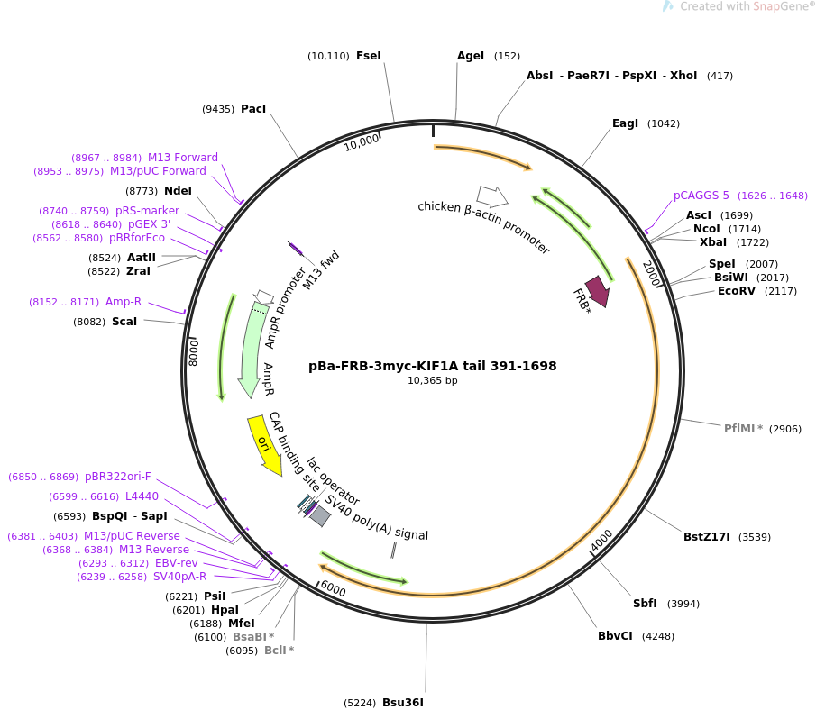 64286-plasmid-map-sequence-id-109042