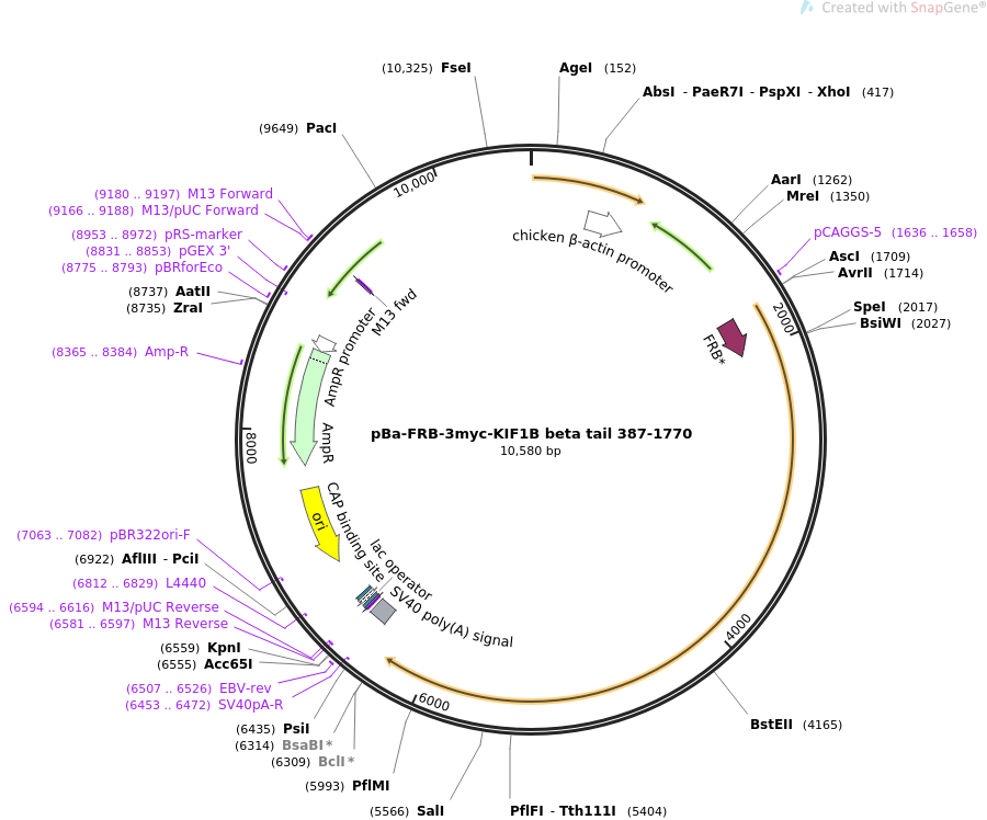 64287-plasmid-map-sequence-id-328082