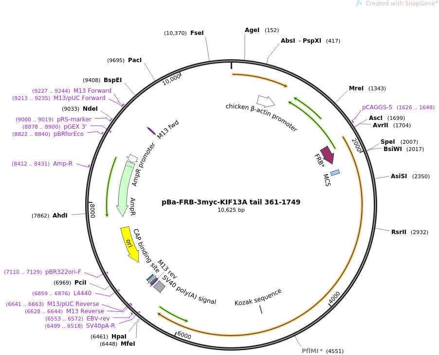 64288-plasmid-map-sequence-id-109045