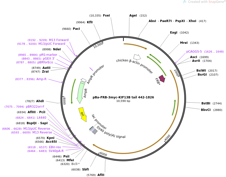 64289-plasmid-map-sequence-id-109047