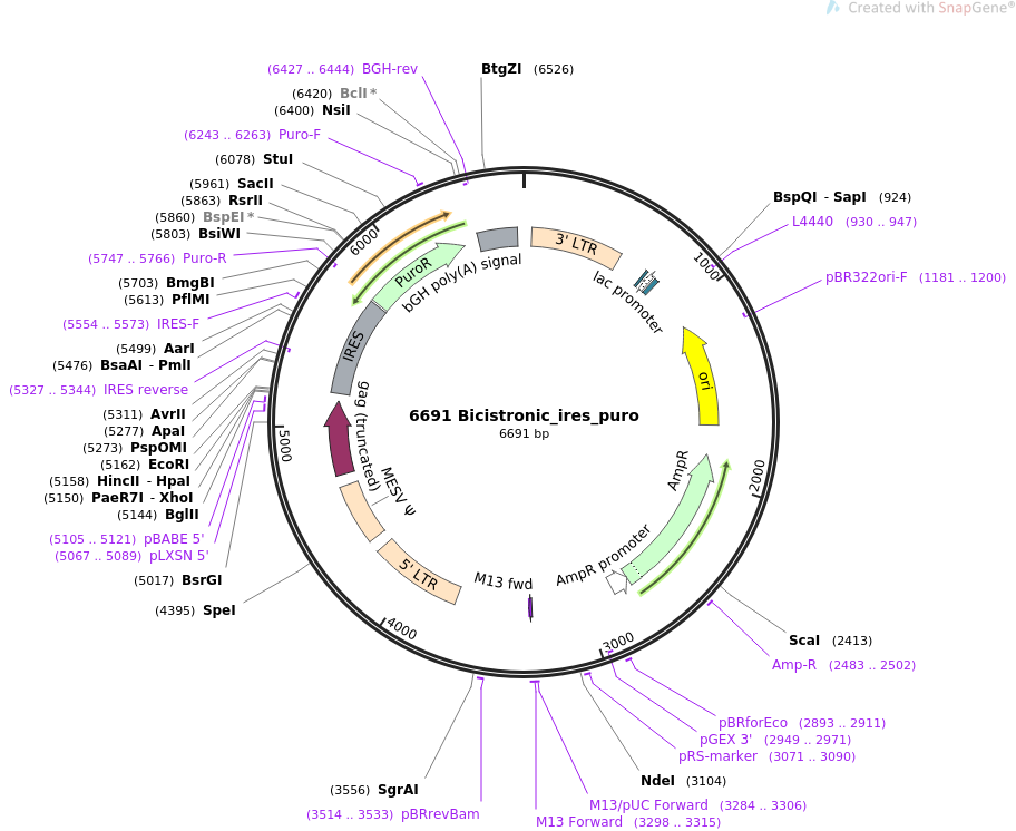 64335-plasmid-map-sequence-id-108056