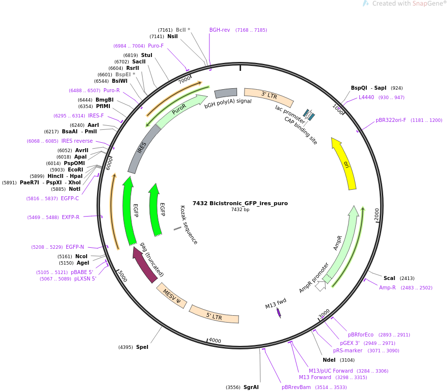 64336-plasmid-map-sequence-id-108047