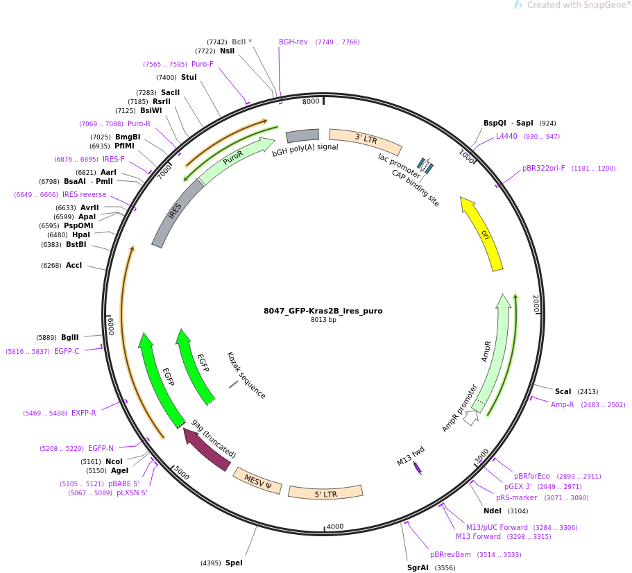 64371-plasmid-map-sequence-id-134790