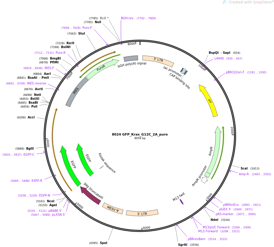 64373-plasmid-map-sequence-id-134784