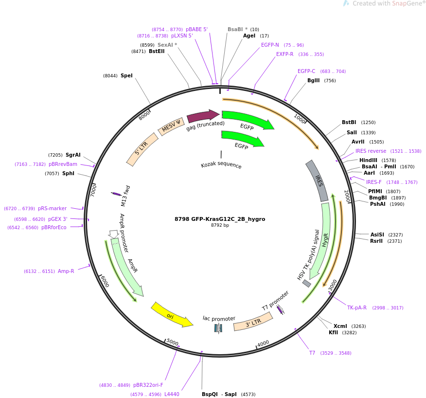 64376-plasmid-map-sequence-id-134791