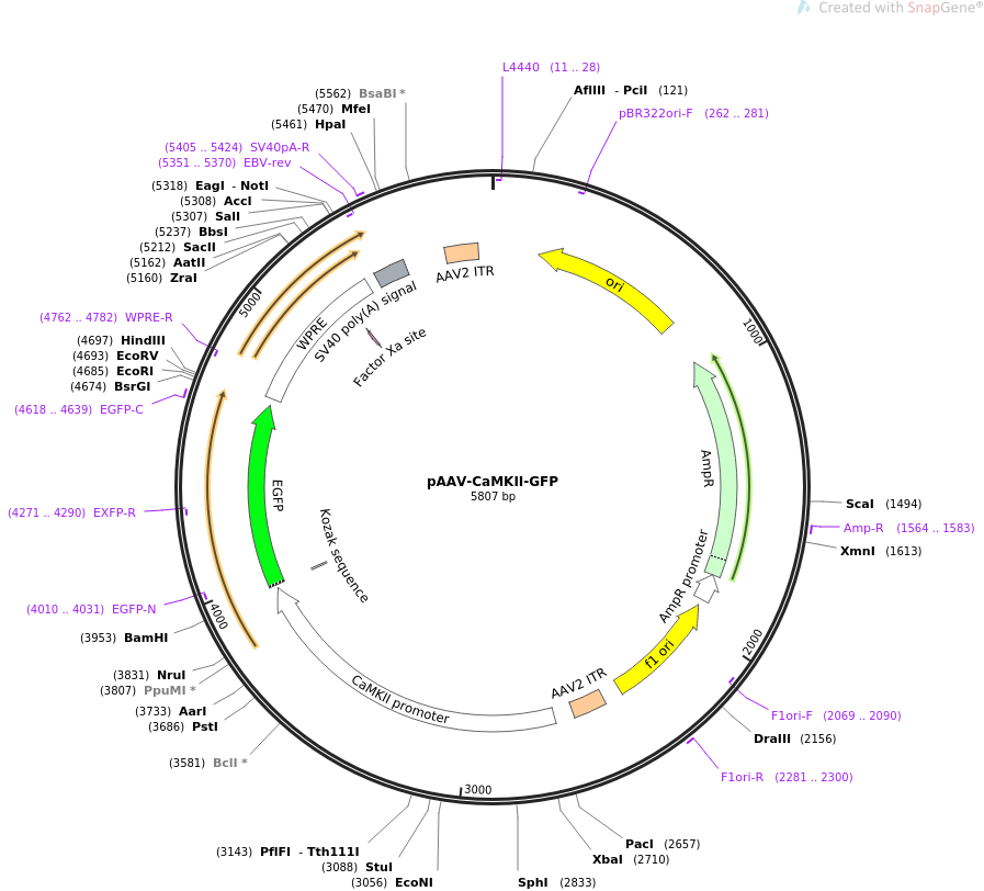 64545-plasmid-map-sequence-id-130468