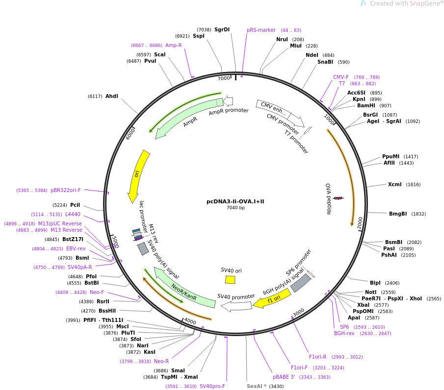 64596-plasmid-map-sequence-id-118017