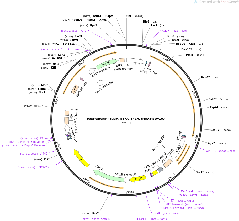 64612-plasmid-map-sequence-id-391179