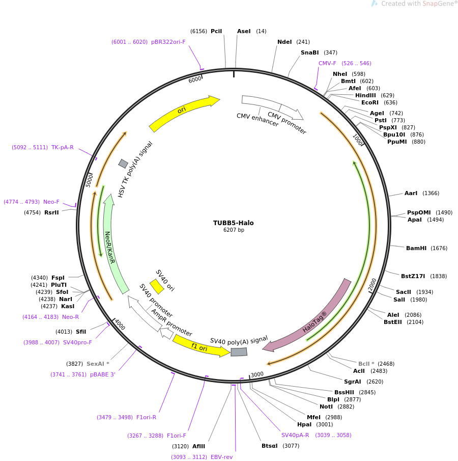 64691-plasmid-map-sequence-id-140285