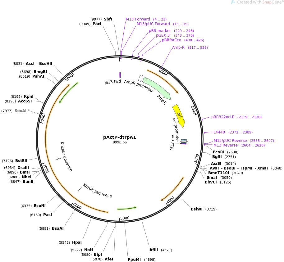 64713-plasmid-map-sequence-id-108976