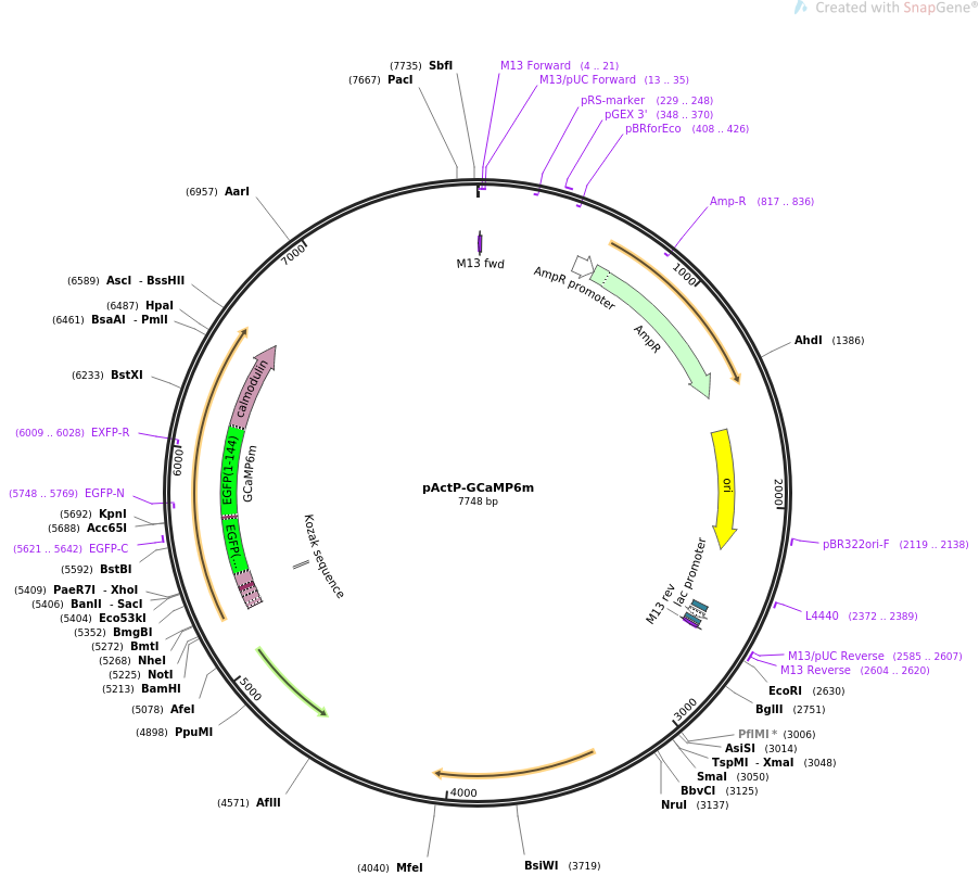 64714-plasmid-map-sequence-id-109031