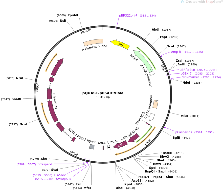 64715-plasmid-map-sequence-id-109041