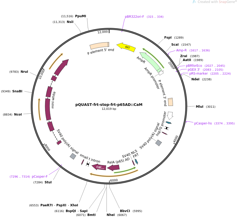 64716-plasmid-map-sequence-id-109043