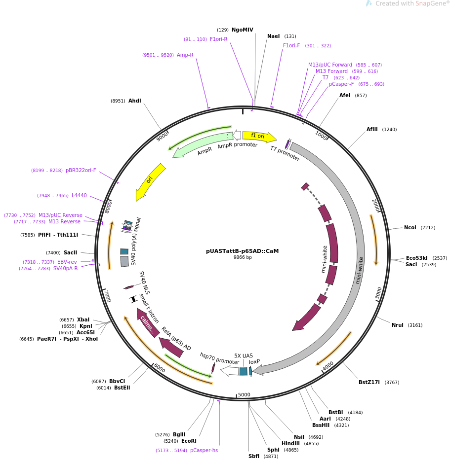 64717-plasmid-map-sequence-id-109049