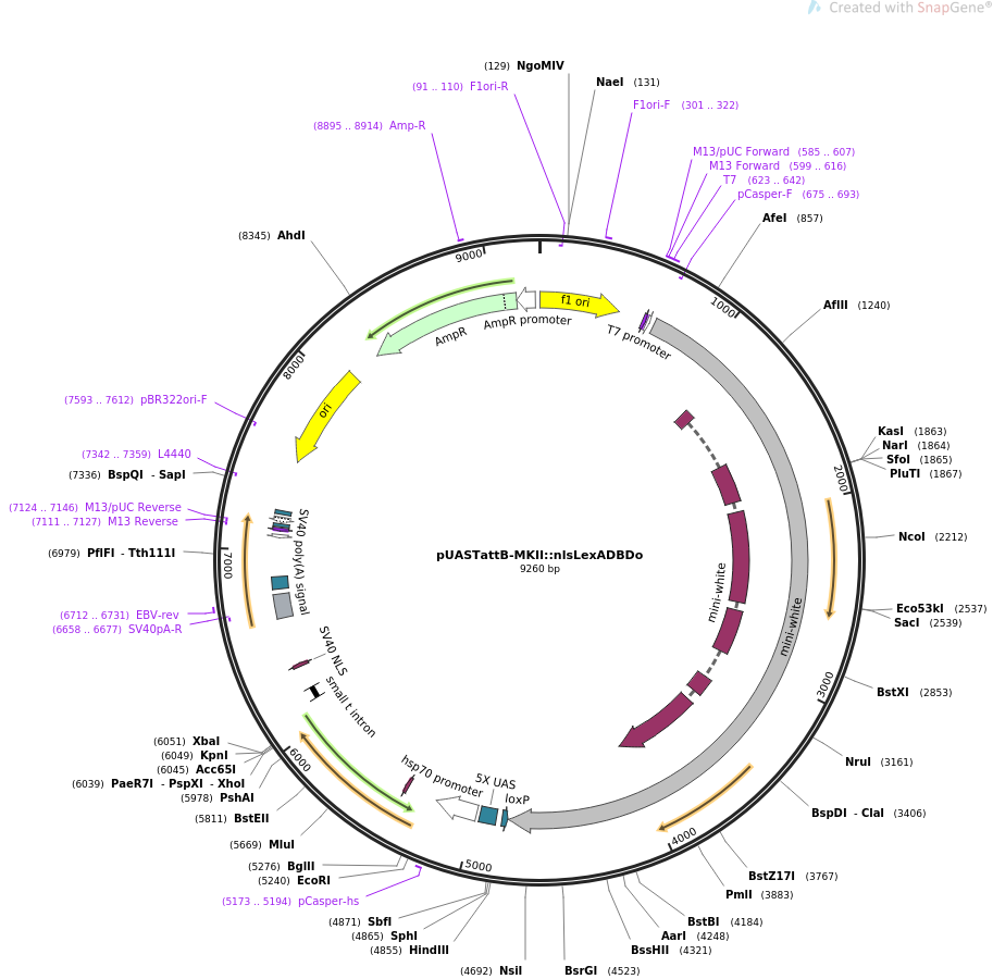 64718-plasmid-map-sequence-id-109051