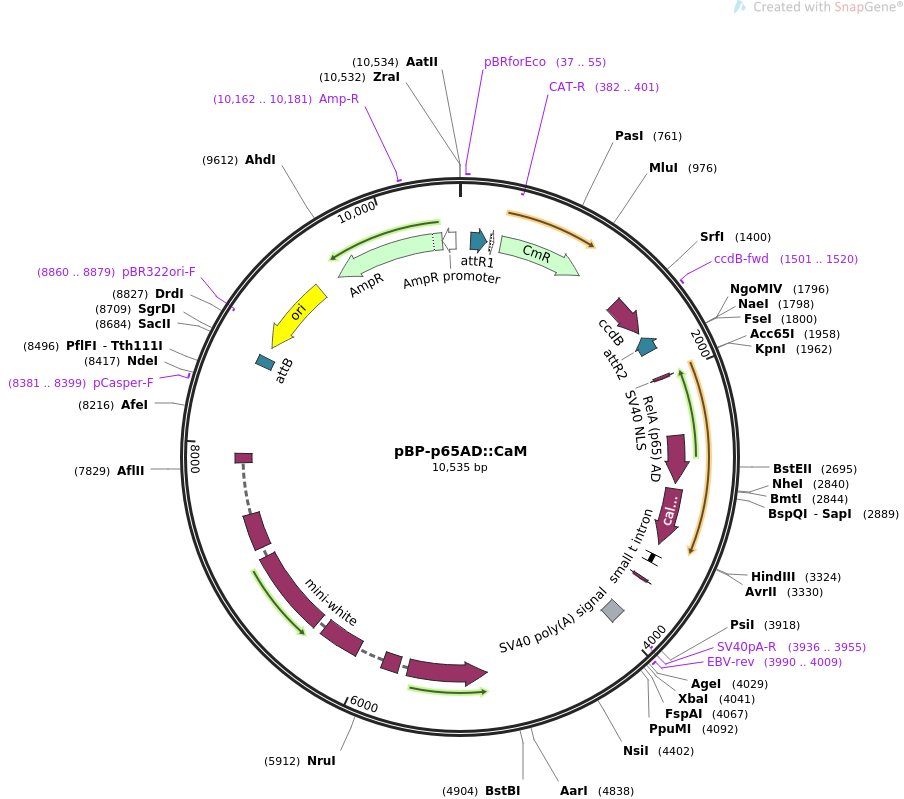 64719-plasmid-map-sequence-id-109052