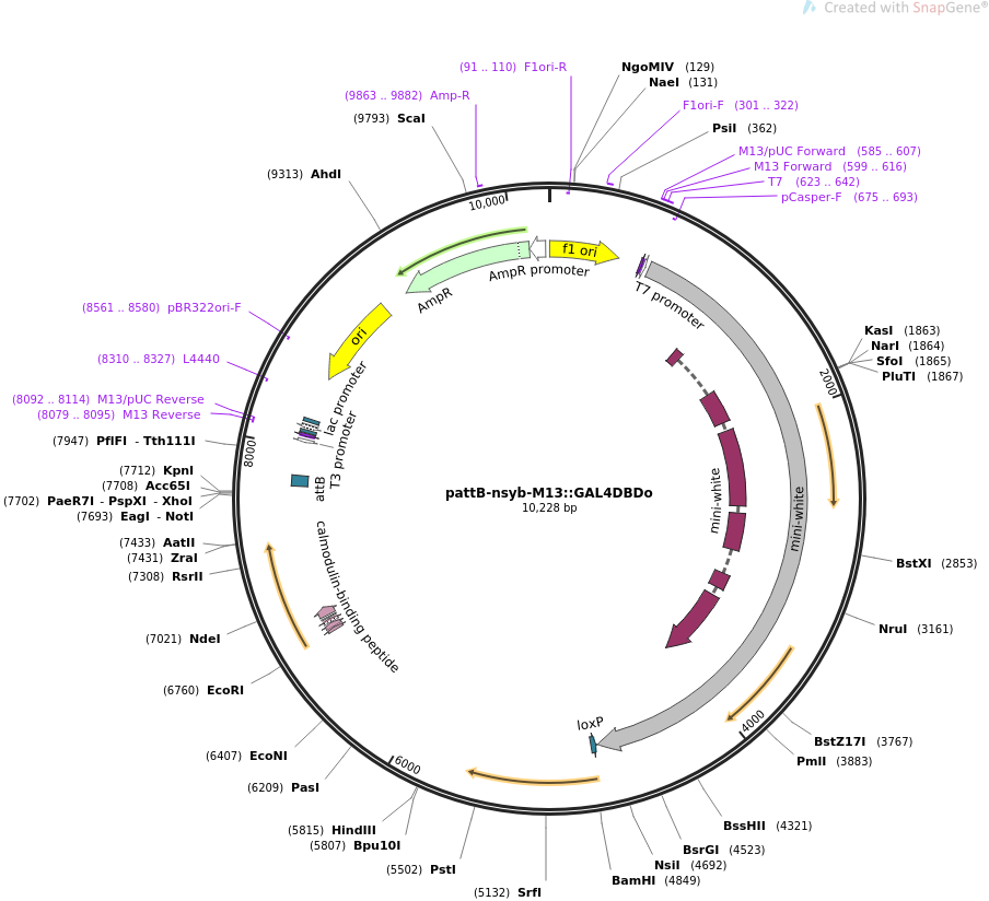 64720-plasmid-map-sequence-id-111553