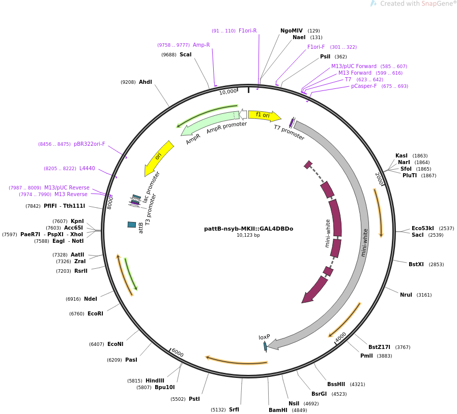 64721-plasmid-map-sequence-id-111550