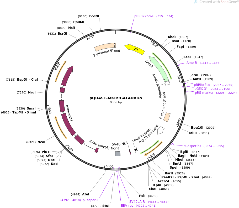 64723-plasmid-map-sequence-id-109063