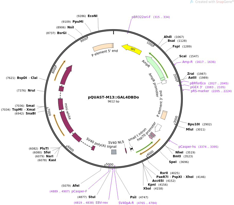 64724-plasmid-map-sequence-id-109065