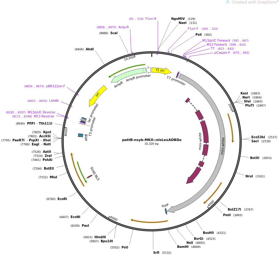 64725-plasmid-map-sequence-id-111566