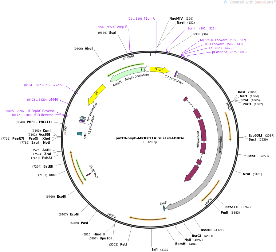 64726-plasmid-map-sequence-id-111558