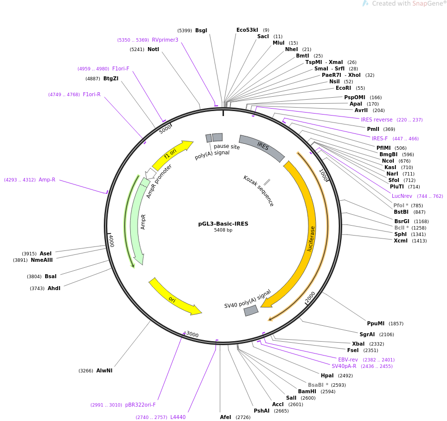 64784-plasmid-map-sequence-id-109355