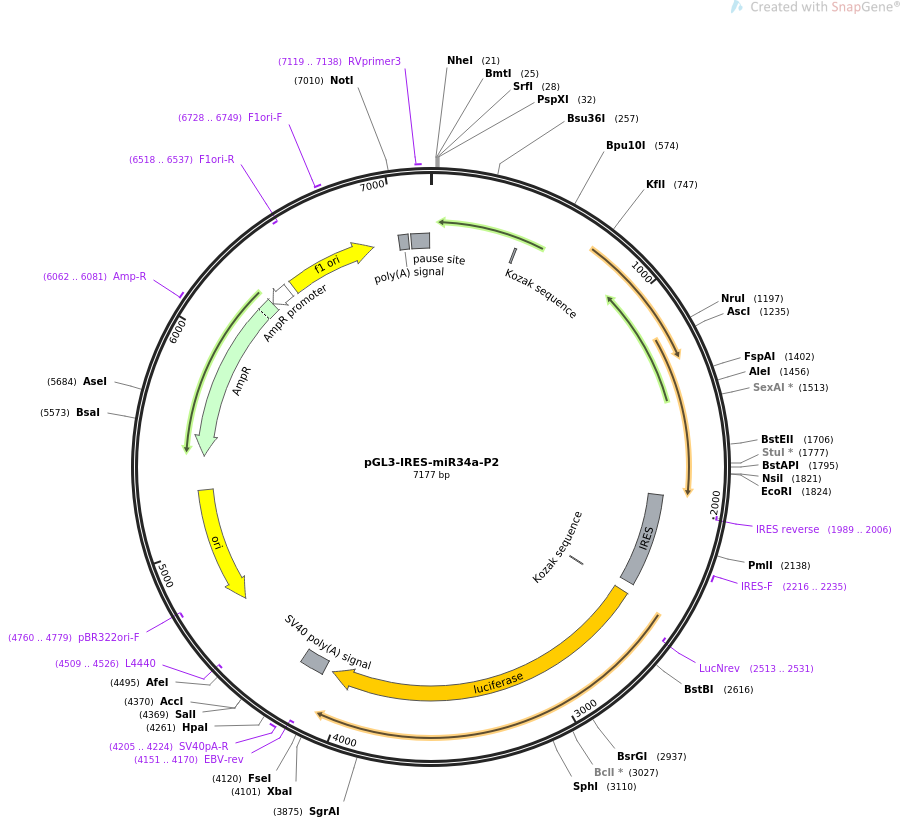 64786-plasmid-map-sequence-id-109363